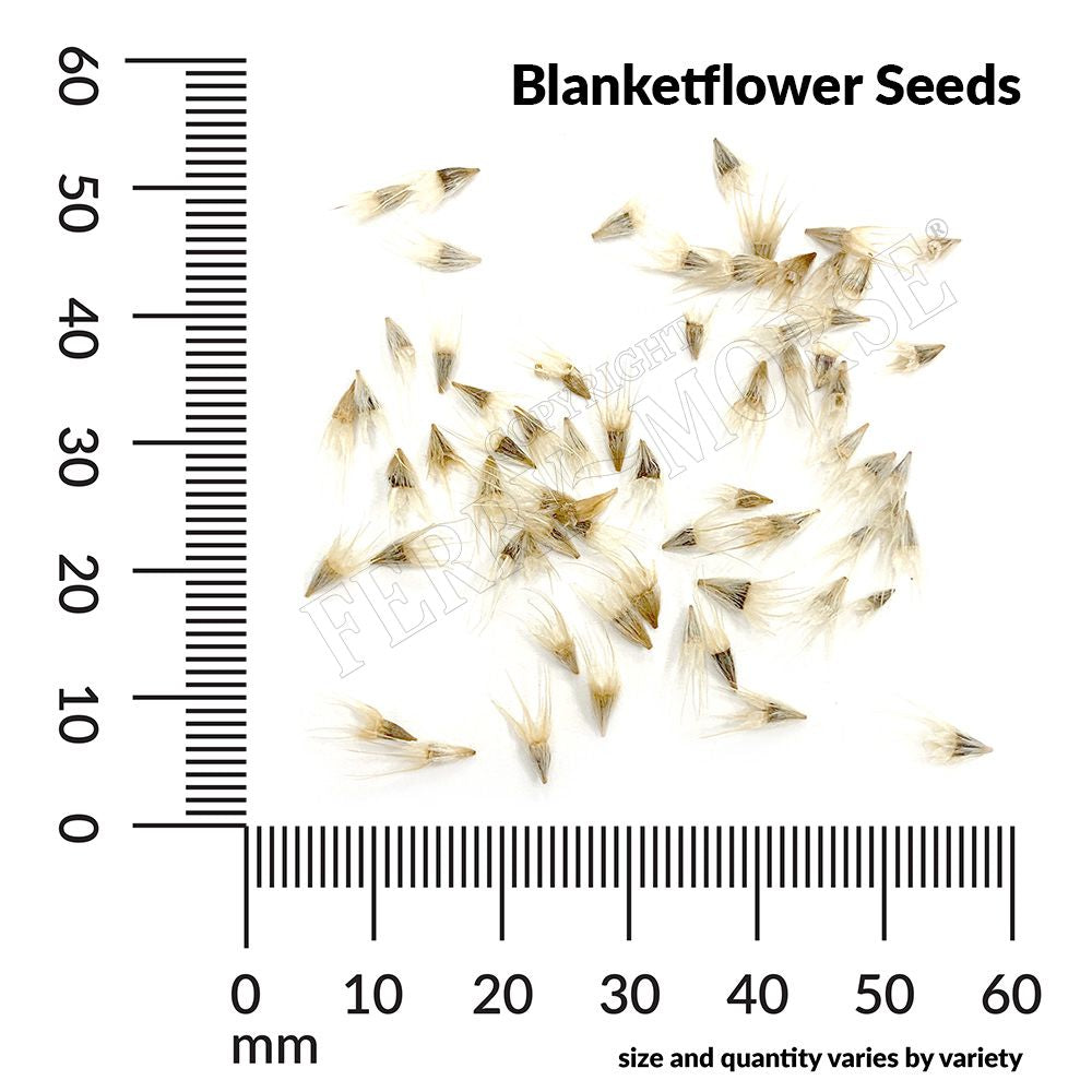 Blanketflower Seed Spill and measurement